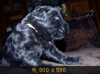 Животные, картинка 936459.jpg