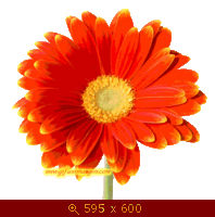 40