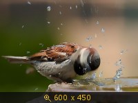 Удачные фото животных