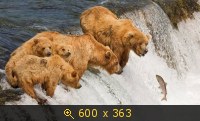 Удачные фото животных