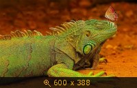 Удачные фото животных