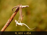Удачные фото животных