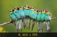 Удачные фото животных