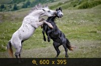 Удачные фото животных