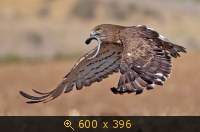Удачные фото животных