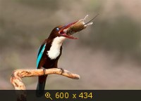 Удачные фото животных