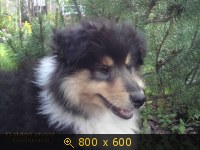 Животные, Украина, картинка 963837.jpg