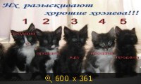 Животные, Украина, картинка 1010579.jpg