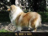 Животные, Украина, картинка 1089599.jpg