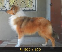 Животные, Украина, картинка 1221231.jpg