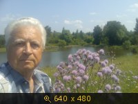 Васильки луговые