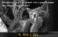 Интересно, они уже знают, что с шашлыками они сегодня пролетели?