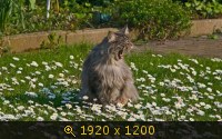 Обои, рабочий стол, 45, картинка 127789.jpg