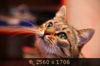 Животные, Киски, картинка 1304277.jpg
