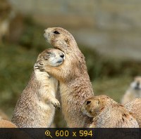 Опубликованное фото