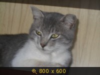 Барсик