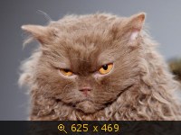 Животные, картинка 1377287.jpg