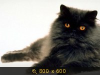 Животные, картинка 1377294.jpg
