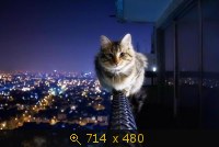 Животные, Киски, картинка 1410725.jpg