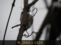 Животные, зверушки, картинка 1479700.jpg