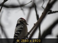Животные, зверушки, картинка 1479716.jpg