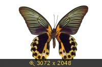 Животные, 30, картинка 156361.jpg