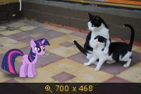Животные, Котики, картинка 1559081.jpg