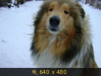 Животные, Украина, картинка 1571493.jpg
