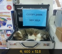 Животные, Котики, картинка 1640705.jpg