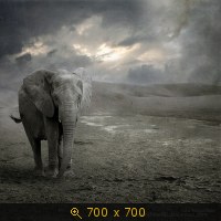 Rohwedder 020