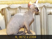 Кошка 2