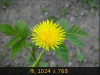 Одуванчики 4