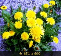 Одуванчики 7