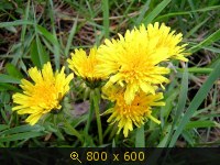 Одуванчики 11