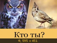 сова или жаворонок