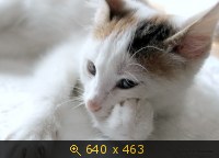 Кто сказал "МЯУ"?