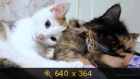 Животные, кошки, картинка 2248648.jpg