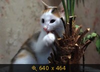 Кто сказал "МЯУ"?
