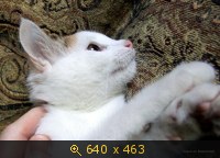 Кто сказал "МЯУ"?
