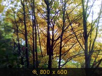 (СПб) 1 желтый