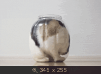 котик