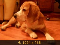 Приветы из дома от пристроенных собак - Страница 10 236683