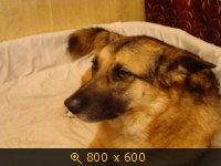 Приветы из дома от пристроенных собак - Страница 11 236710