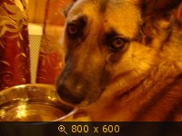 Приветы из дома от пристроенных собак - Страница 11 236731