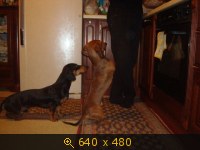 Приветы из дома от пристроенных собак - Страница 11 236816