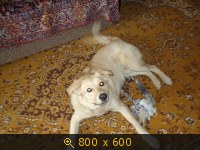 Приветы из дома от пристроенных собак - Страница 11 237081
