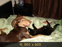 Приветы из дома от пристроенных собак - Страница 11 237413
