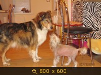 Приветы из дома от пристроенных собак - Страница 11 237542