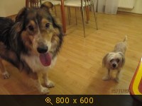 Приветы из дома от пристроенных собак - Страница 11 237545