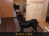 Приветы из дома от пристроенных собак - Страница 11 237621